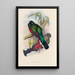 A monograph of the Trogonidae or family of trogons Pl04 - John Gould — framed artwork on a wall