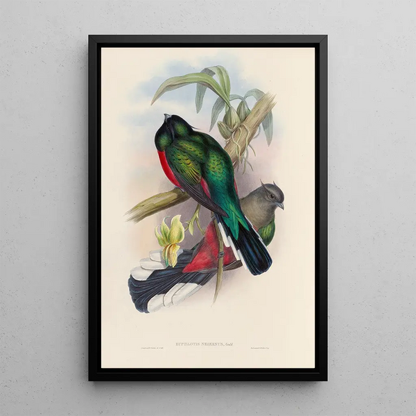 A monograph of the Trogonidae or family of trogons Pl04 - John Gould — framed artwork on a wall