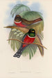 A monograph of the Trogonidae or family of trogons Pl05 - John Gould — artwork view