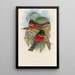 A monograph of the Trogonidae or family of trogons Pl05 - John Gould — framed artwork on a wall