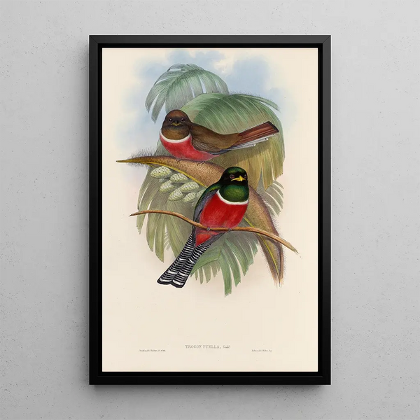 A monograph of the Trogonidae or family of trogons Pl05 - John Gould — framed artwork on a wall