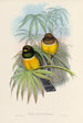 A monograph of the Trogonidae or family of trogons Pl06 - John Gould — artwork view