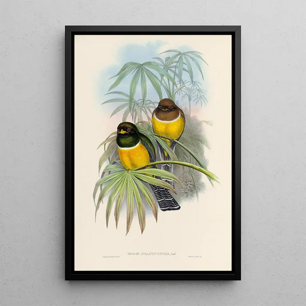 A monograph of the Trogonidae or family of trogons Pl06 - John Gould — framed artwork on a wall