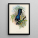 A monograph of the Trogonidae or family of trogons Pl07 - John Gould — framed artwork on a wall