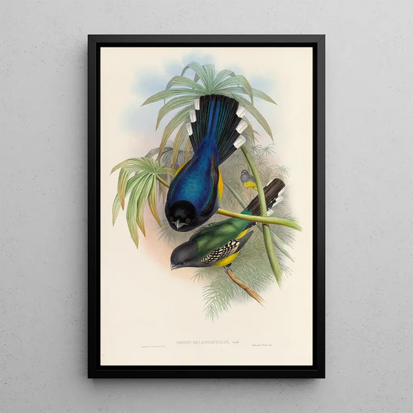 A monograph of the Trogonidae or family of trogons Pl07 - John Gould — framed artwork on a wall