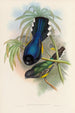 A monograph of the Trogonidae or family of trogons Pl07 - John Gould — artwork view