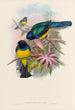 A monograph of the Trogonidae or family of trogons Pl08 - John Gould — artwork view
