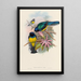 A monograph of the Trogonidae or family of trogons Pl08 - John Gould — framed artwork on a wall