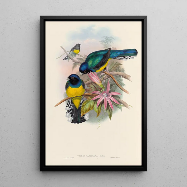 A monograph of the Trogonidae or family of trogons Pl08 - John Gould — framed artwork on a wall