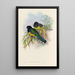 A monograph of the Trogonidae or family of trogons Pl09 - John Gould — framed artwork on a wall