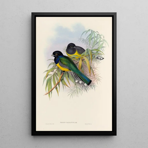 A monograph of the Trogonidae or family of trogons Pl09 - John Gould — framed artwork on a wall