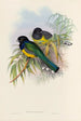 A monograph of the Trogonidae or family of trogons Pl09 - John Gould — artwork view