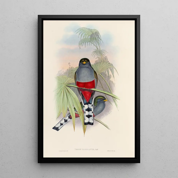 A monograph of the Trogonidae or family of trogons Pl10 - John Gould — framed artwork on a wall