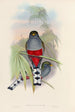 A monograph of the Trogonidae or family of trogons Pl10 - John Gould — artwork view
