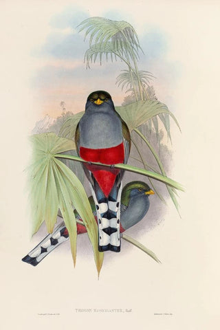 John Gould - A monograph of the Trogonidae or family of trogons Pl10.webp
