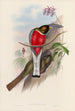 A monograph of the Trogonidae or family of trogons Pl11 - John Gould — artwork view