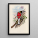 A monograph of the Trogonidae or family of trogons Pl11 - John Gould — framed artwork on a wall