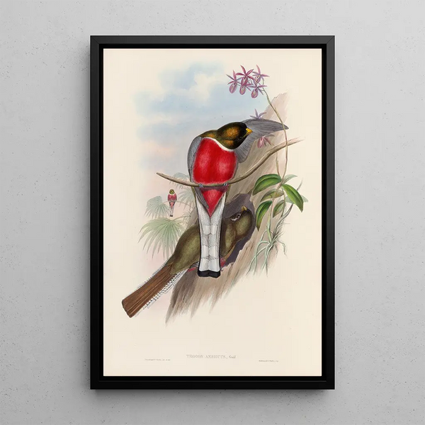 A monograph of the Trogonidae or family of trogons Pl11 - John Gould — framed artwork on a wall