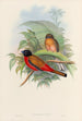 A monograph of the Trogonidae or family of trogons Pl12 - John Gould — artwork view
