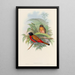 A monograph of the Trogonidae or family of trogons Pl12 - John Gould — framed artwork on a wall