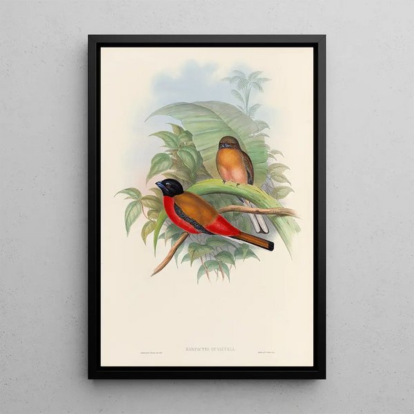 A monograph of the Trogonidae or family of trogons Pl12 - John Gould — framed artwork on a wall
