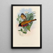 A monograph of the Trogonidae or family of trogons Pl13 - John Gould — framed artwork on a wall