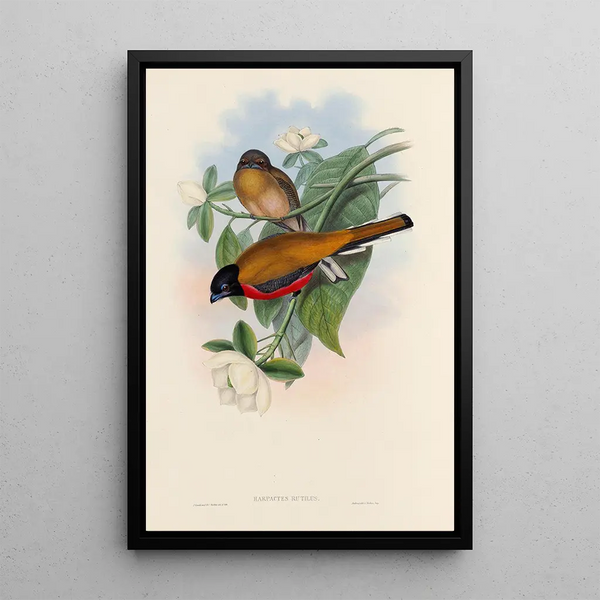A monograph of the Trogonidae or family of trogons Pl13 - John Gould — framed artwork on a wall