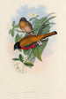 A monograph of the Trogonidae or family of trogons Pl13 - John Gould — artwork view