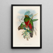 A monograph of the Trogonidae or family of trogons Pl14 - John Gould — framed artwork on a wall