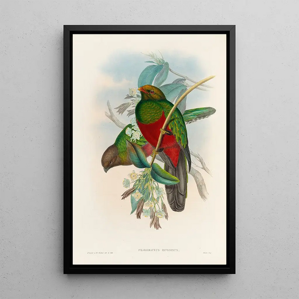 A monograph of the Trogonidae or family of trogons Pl14 - John Gould — framed artwork on a wall