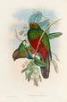 A monograph of the Trogonidae or family of trogons Pl14 - John Gould — artwork view