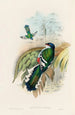 A monograph of the Trogonidae or family of trogons Pl15 - John Gould — artwork view