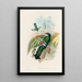 A monograph of the Trogonidae or family of trogons Pl15 - John Gould — framed artwork on a wall