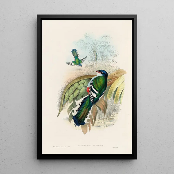 A monograph of the Trogonidae or family of trogons Pl15 - John Gould — framed artwork on a wall
