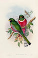 A monograph of the Trogonidae or family of trogons Pl16 - John Gould — artwork view