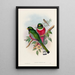 A monograph of the Trogonidae or family of trogons Pl16 - John Gould — framed artwork on a wall