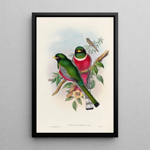 A monograph of the Trogonidae or family of trogons Pl16 - John Gould — framed artwork on a wall
