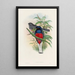 A monograph of the Trogonidae or family of trogons Pl17 - John Gould — framed artwork on a wall