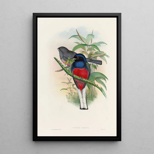 A monograph of the Trogonidae or family of trogons Pl17 - John Gould — framed artwork on a wall