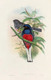A monograph of the Trogonidae or family of trogons Pl17 - John Gould — artwork view
