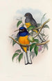 A monograph of the Trogonidae or family of trogons Pl18 - John Gould — artwork view