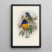 A monograph of the Trogonidae or family of trogons Pl18 - John Gould — framed artwork on a wall
