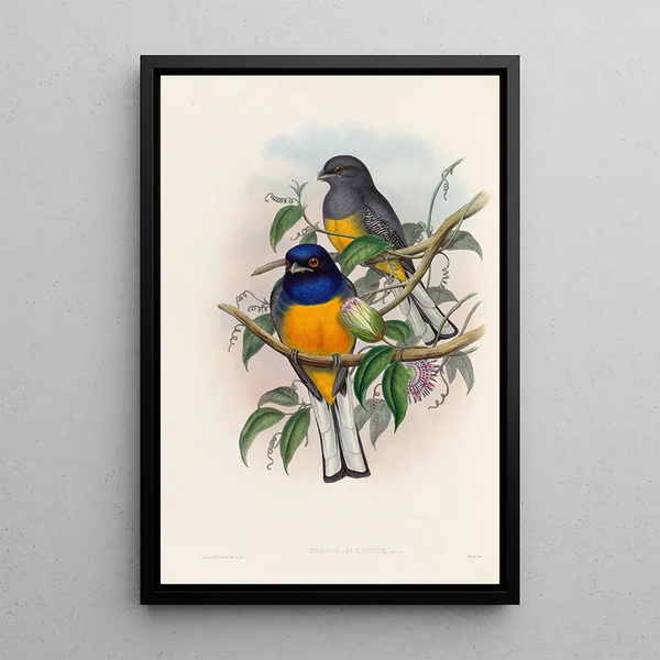 A monograph of the Trogonidae or family of trogons Pl18 - John Gould — framed artwork on a wall