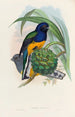 A monograph of the Trogonidae or family of trogons Pl19 - John Gould — artwork view