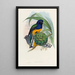 A monograph of the Trogonidae or family of trogons Pl19 - John Gould — framed artwork on a wall