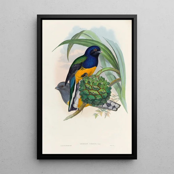 A monograph of the Trogonidae or family of trogons Pl19 - John Gould — framed artwork on a wall