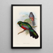 A monograph of the Trogonidae or family of trogons Pl20 - John Gould — framed artwork on a wall