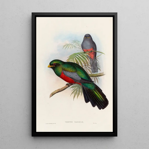 A monograph of the Trogonidae or family of trogons Pl20 - John Gould — framed artwork on a wall