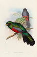 A monograph of the Trogonidae or family of trogons Pl20 - John Gould — artwork view