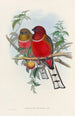 A monograph of the Trogonidae or family of trogons Pl21 - John Gould — artwork view